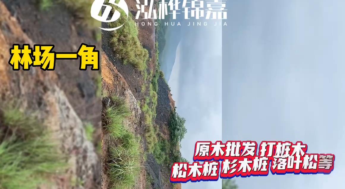 <a href=http://www.thefunfoodfactory.com/ target=_blank class=infotextkey>打樁木</a>廠家源頭林場(chǎng)一角拍攝